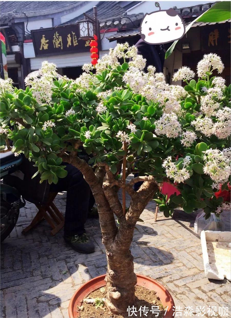 玉树|3种“老花树”,能活一百年,冬天不怕冷,开满“吉祥花”