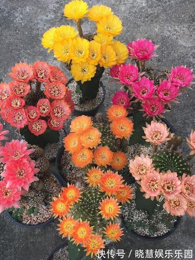 九种“养不死”的花，绿萝只能排最后一名，再养不活只能买假花了