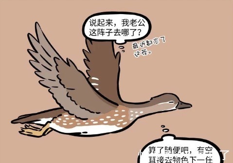鸳鸯|非人哉：人类爱情太纠结，鸳鸯很不解，难道不累吗？