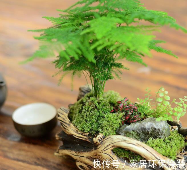 4种适合客厅养植的竹子，清秀文雅，尽显文人气息，还能清新空气