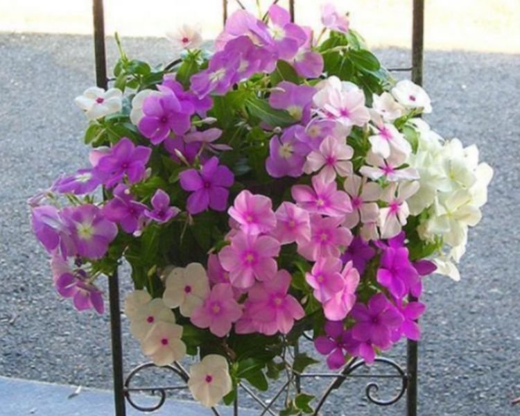 家养此款花卉,开花勤爱爆盆,花儿轻松开爆,适合阳台盆栽