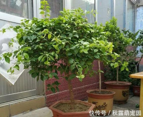 三角梅不开花?黑袋子里“逼一逼”,花期持续到“国庆”