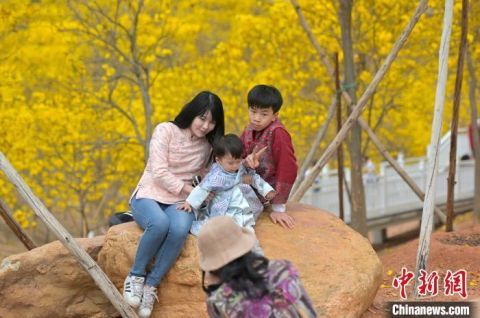 广西南宁黄花风铃木盛放 游客畅游“黄金花海”