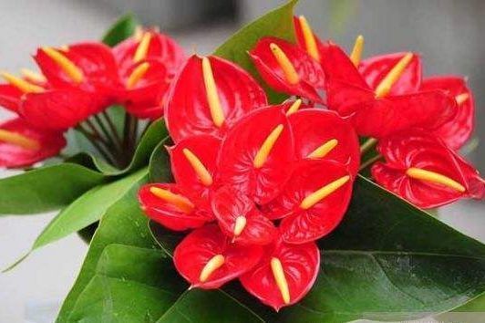 喜欢养花,选择这几款花朵,天热开花旺盛惹人爱,鲜艳漂亮,超美