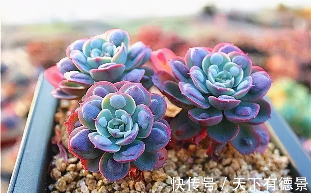 蟹爪兰|4种漂亮花,7月不要买,养不活费钱又费力,9月再买也不迟