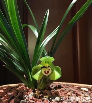 央央|兰花“病央央”,教你几招,瞬间恢复生机,开花多多