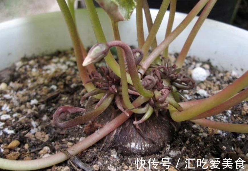 养花就该选“勤花”，这3样下雪天都能开花，正适合冬日盆栽赏花