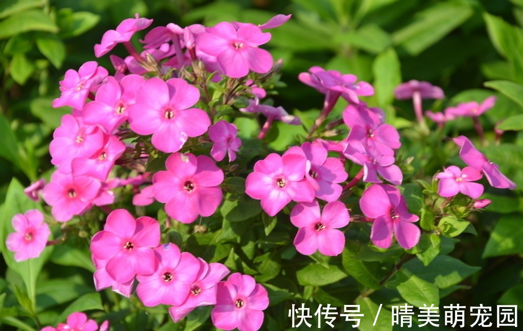 立秋后太阳毒辣，该养什么花？盆栽这3样，耐旱抗晒，开花漂亮