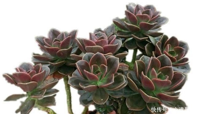 深色系的冷门多肉植物巧克力方砖,养出状态其实挺好看!