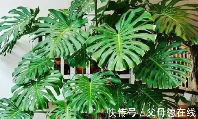 新手养龟背竹有“3忌”,及时避开长势旺,叶片油绿有光泽