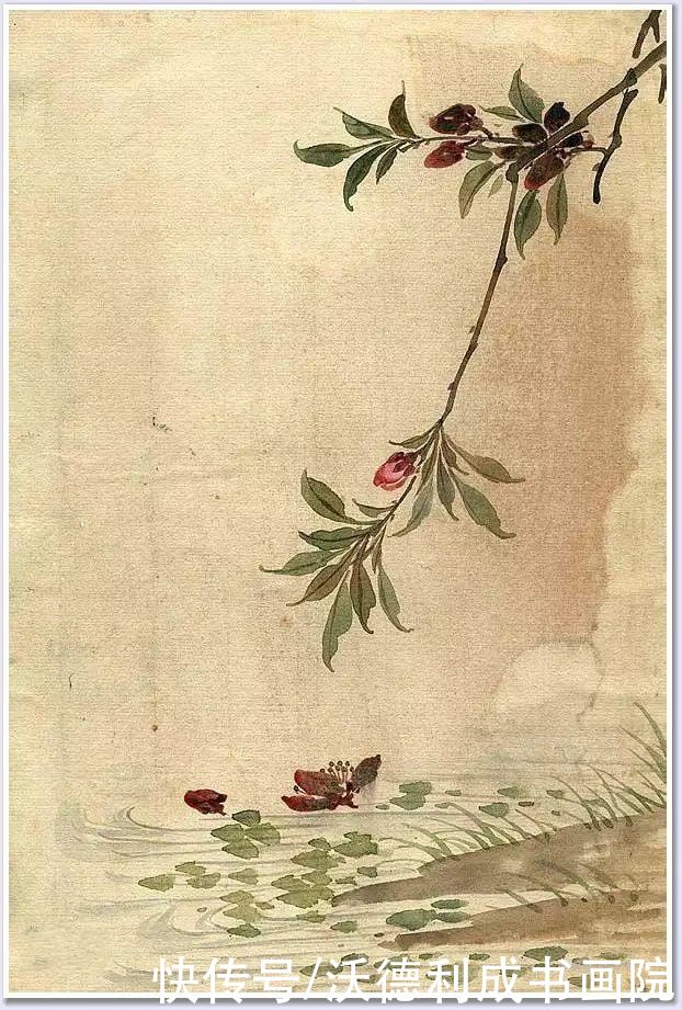 画菊|没骨百花图欣赏，美到骨子里