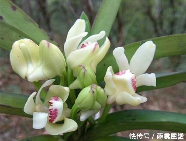 老爸|老爸买了两盆兰花很特别，养兰这么多年还头一次见过