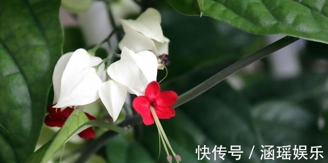 黄叶|养花施肥多麻烦!浇花水兑“养花宝”,实用又有效!