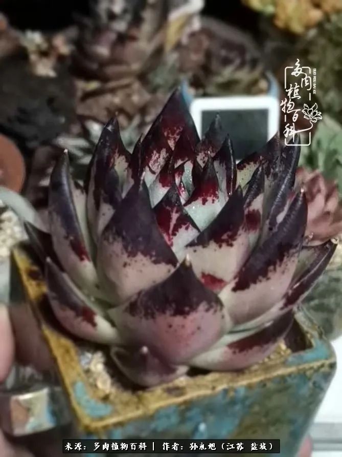 养多肉三年多九万里悟道，终归诗酒田园！