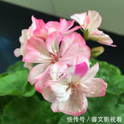 阳台|阳台种了30多种天竺葵,美不胜收,客人来了都舍不得走