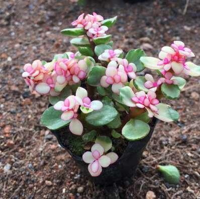 给花换盆、换土、切记2个“小关键”,不然可就白换了!