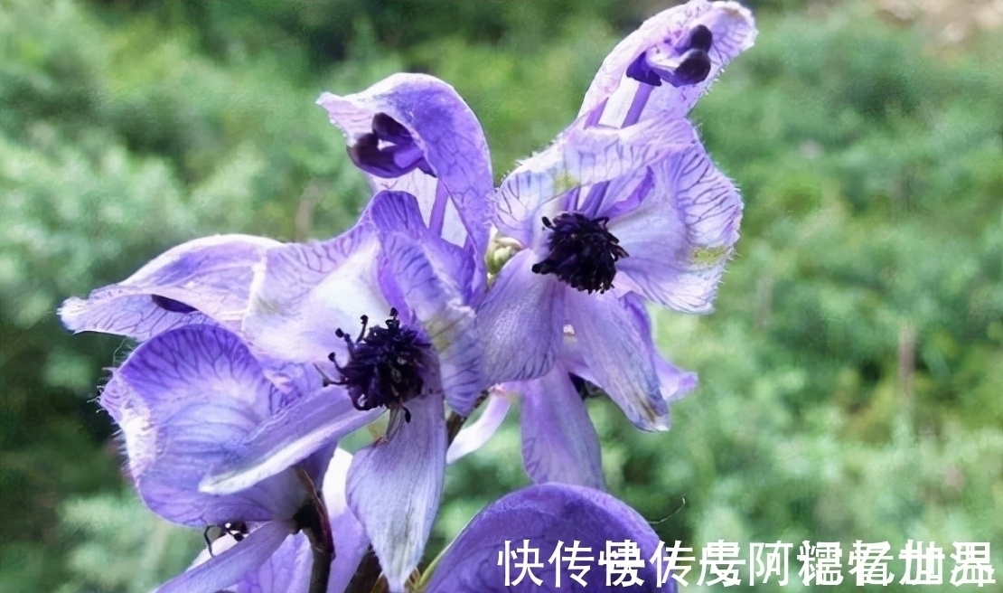 乌头:有着出色的颜值,也是毛骨悚然的剧毒之物,若见到请勿采摘