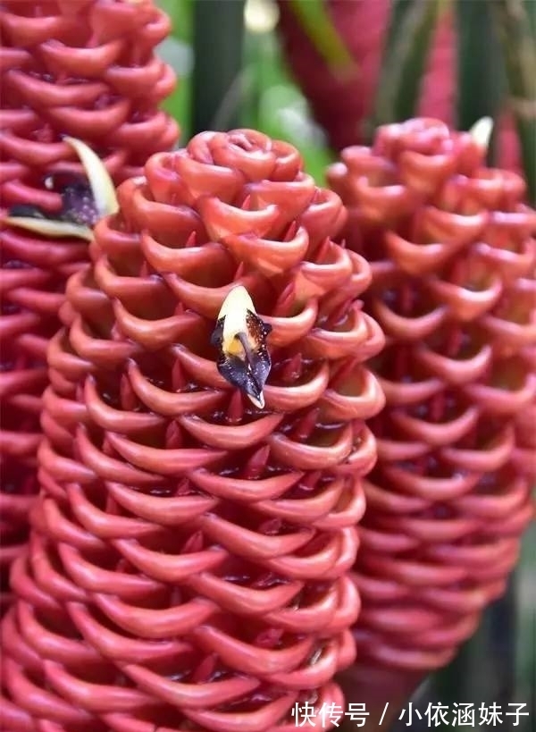 长相|盘点10种长相怪异的植物，你都见过几种？