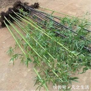 独活|它不仅是治狂犬病的佳药,还可治骨节痛知道的人不多