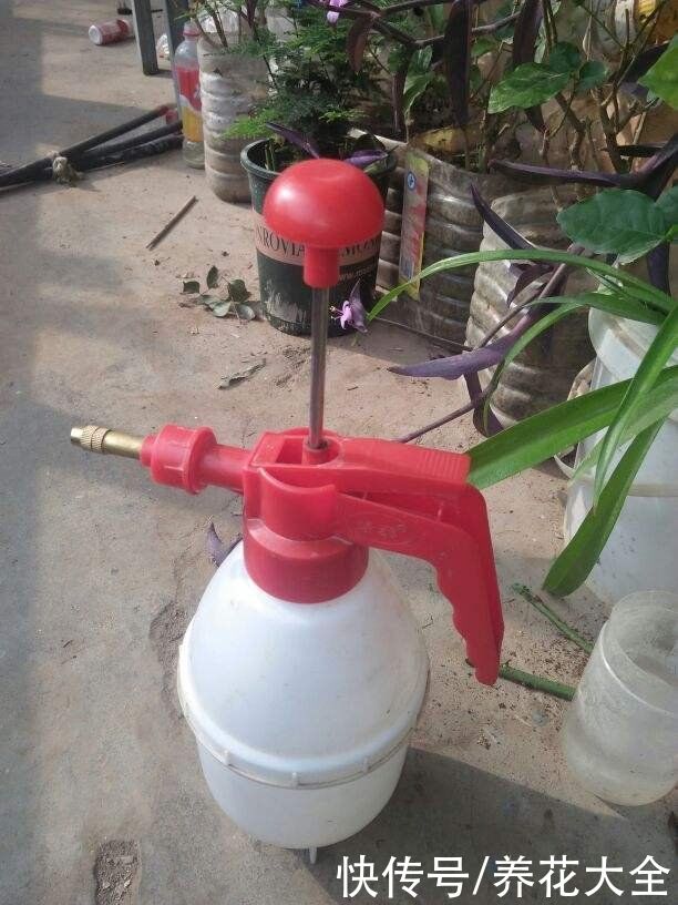 神器|养花需要的5件神器，别看它们小，用处是真不少
