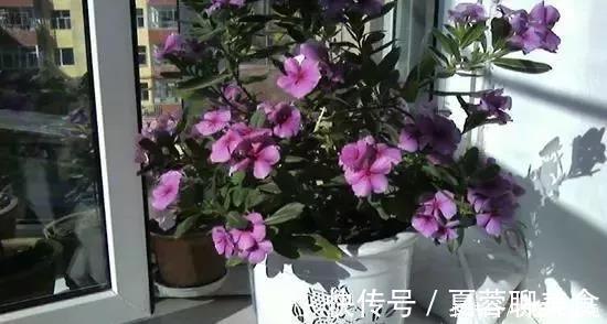 生长期|别再养那些“烂大街”的盆栽啦选这3种“花”,好养易开花