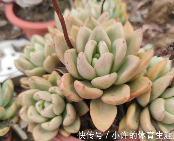 陶瓷盆不能养多肉?透气性差?都是谬论,养多肉跟花盆没关系