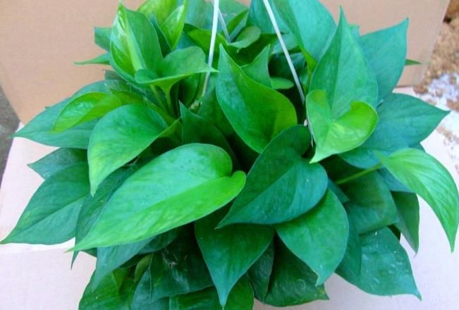  盆栽|初次尝试养花选什么植物好？盆栽此4款，搁室内漂亮又好养