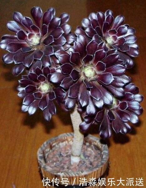 多肉|养多肉,记住4个“小技巧”,叶片饱满状态美,越养长势越好!