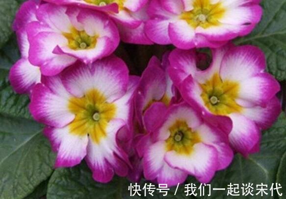 仙气十足|此款木本花卉,花开媲美牡丹,仙气十足,花香怡人,堪称盆栽佳品