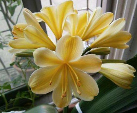 养君子兰“不费钱”，一种“垃圾”吃下去，花箭翻番，花朵爆破盆