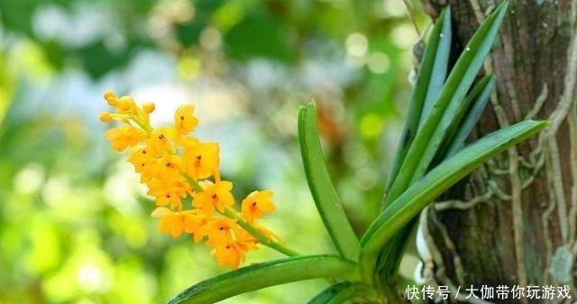 确保|阳台和室内养兰经验心得,确保根系粗壮、叶色青绿