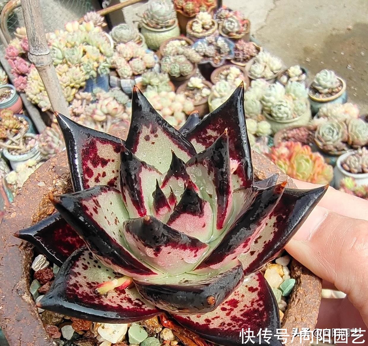 幼苗|多肉乌木，用大盆种，还是用小盆种？大盆种出来的乌木更霸气