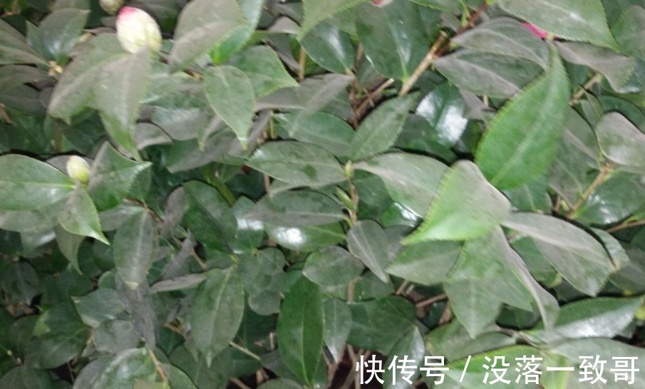 茶花|茶花换盆上盆详细步骤,学会这些,上盆不再求人,而且成活率高