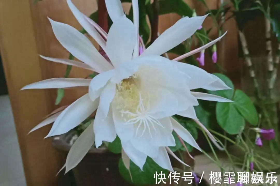 大爷家荷花种在花盆里，1次开花20朵，比巴掌还大！