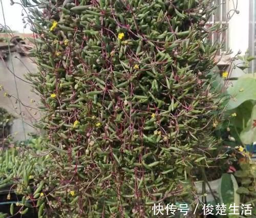 环境温度|新人练手养多肉选这几样，价格便宜，叶子晒晒太阳就成糖果色