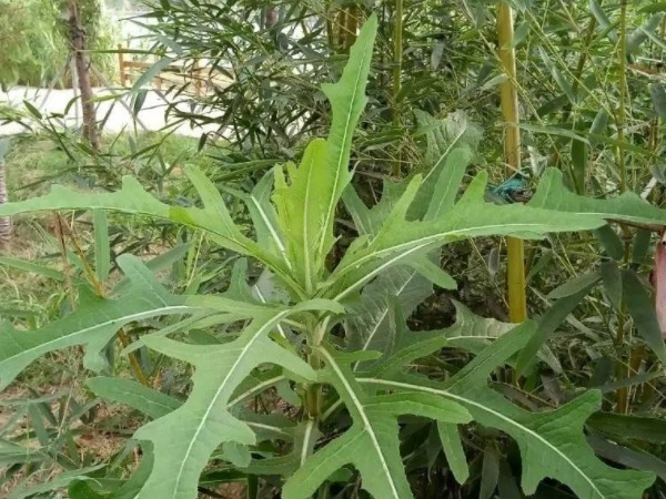 老少皆宜|野菜中的“4金刚”，钙含量竟是牛奶的3倍，现在吃还不晚！