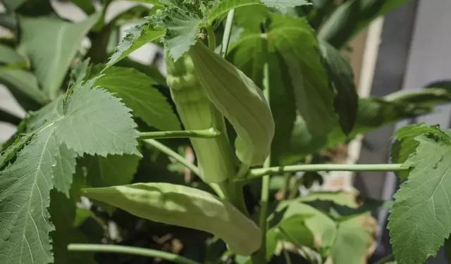 黄秋葵|还在吃秋葵赶紧看看吧!别说没告诉你,现在看还不晚