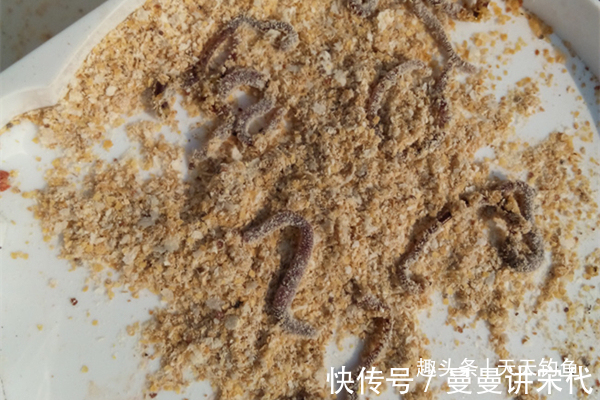 水域|传统钓鱼独门绝技蚯蚓的科学用法，越简单的饵料，用法越不简单