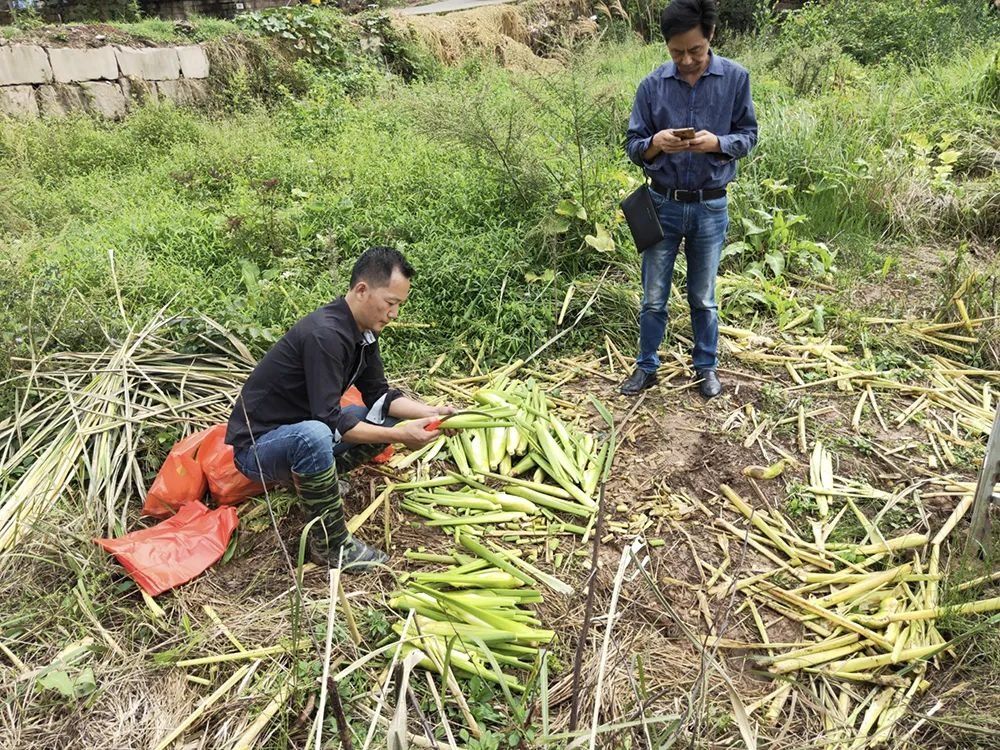 市场|野生的水塘里一长一大片，拔下就能生吃，市场上5元一斤