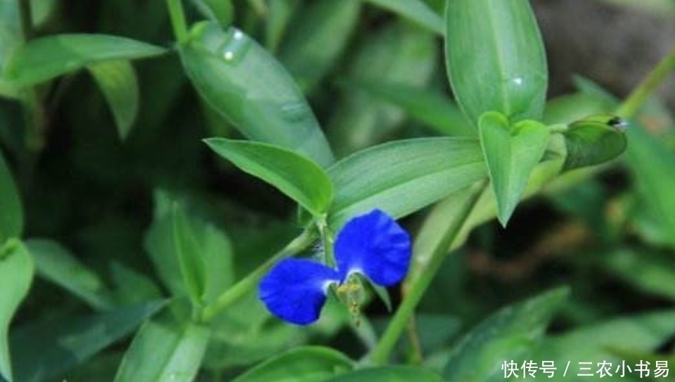 鸭跖草|田边一种常见野草，殊不知药用价值极高，可以清热解毒