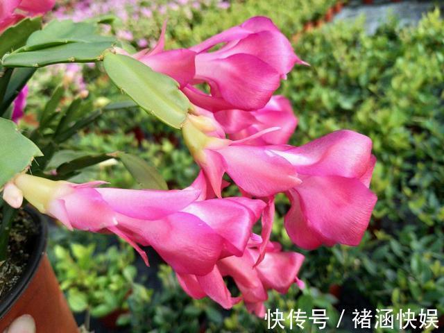 发红|蟹爪兰过了休眠期,叶子发红软塌塌,找到病因还能救回来