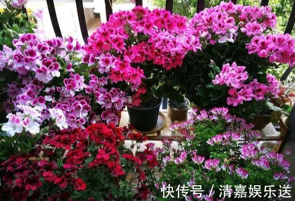 泡水|3种枝条泡水里，10天长根，一次开花100朵，水培成活率更高！