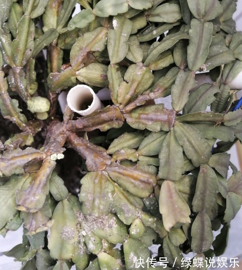 植株|夏天养蟹爪兰，“3点”做不好，黄叶、耷拉、介壳虫，活不到秋天