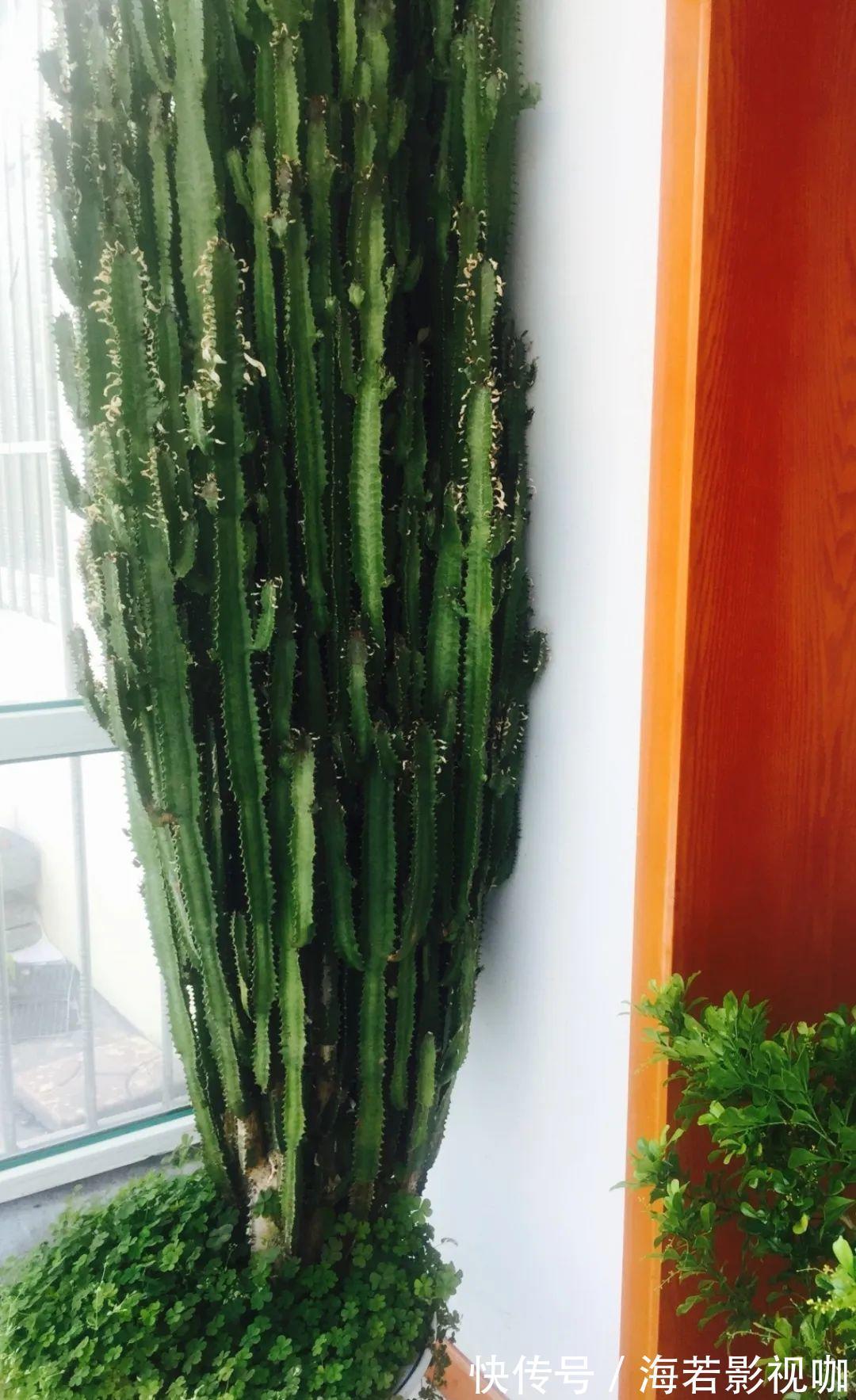 龟背竹|30年的芦荟,20年的龟背竹,硬生生把花养成了树!