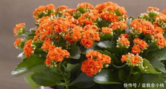 多花多|想让长寿花叶子绿、花朵大又多花多吗?教你4个小窍门