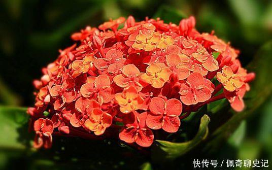 超级好养的花卉,不闻不问,花开爆盆美如花,好养又漂亮