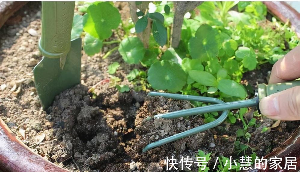 植株盆土板结不要着急，用2种方法，土壤疏松透气，种啥都好