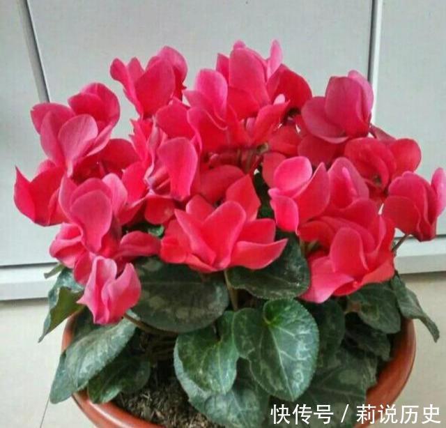 4种花号称开花劳模,四季花开,花多易爆盆,超美的