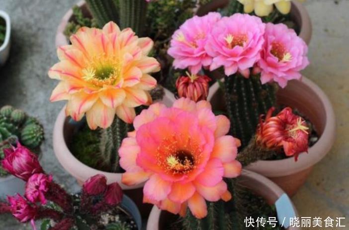 最有仙气的3种花,好养又漂亮,开花一茬又一茬,美如仙境!