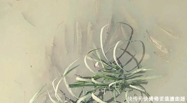 钓友|黑鱼泛滥成灾成群黑鱼聚集河湾产卵电鱼人不如我来来试试